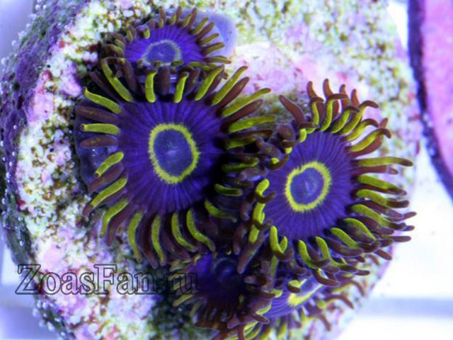 Purple Hornets